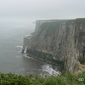 RSPB Bempton Cliffs