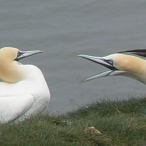 RSPB Bempton Cliffs- Northern Gannets Squabbling