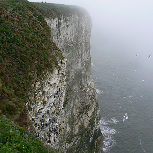 RSPB Bempton Cliffs