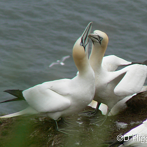 RSPB Bempton Cliffs- Northern Gannet Courtship