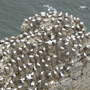 RSPB Bempton Cliffs- Northern Gannet Colony
