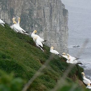 RSPB Bempton Cliffs- Northern Gannets
