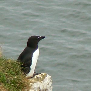 RSPB Bempton Cliffs- Razorbill