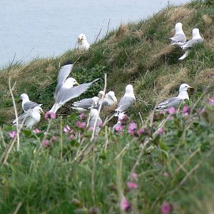 RSPB Bempton Cliffs- Kittiwakes collecting nesting material