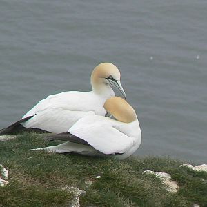 RSPB Bempton Cliffs- Northern Gannets