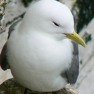 RSPB Bempton Cliffs- Kittiwake