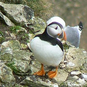 RSPB Bempton Cliffs- Atlantic Puffin