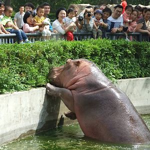 Hippopotamus