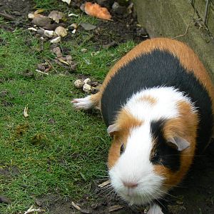Guinea Pig