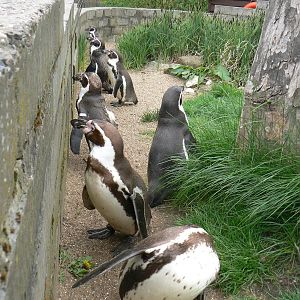 Group of Humboldt Penguins