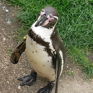 Humboldt Penguin