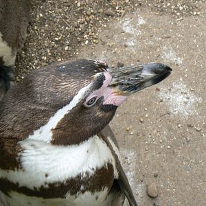Humboldt Penguin