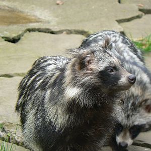 Raccoon Dogs