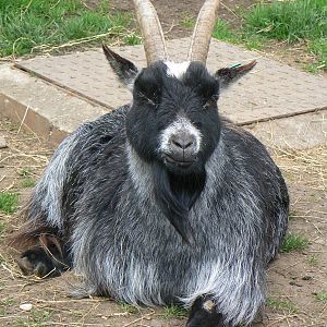Domestic Goat