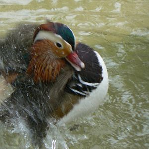 Mandarin Duck