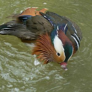 Mandarin Duck
