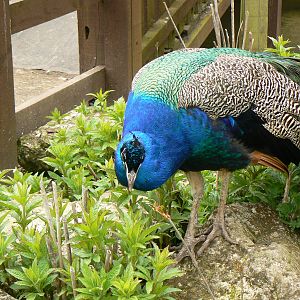 Indian Blue Peacock