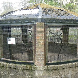 Cockatiel Aviary