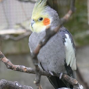 Cockatiel