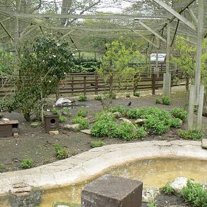 Walkthrough Aviary View From Bridge