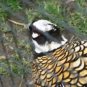 Reeve's Pheasant