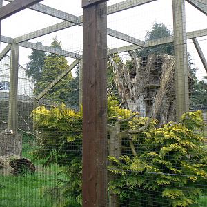 Ring-tailed Lemur Enclosure