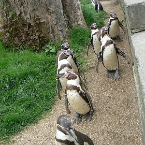 Humboldt Penguins