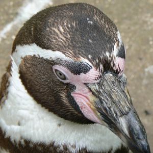 Humboldt Penguin