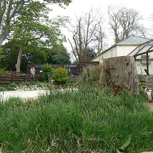 Penguin Enclosure