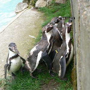 Humboldt Penguins being fed