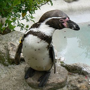 Humboldt Penguin