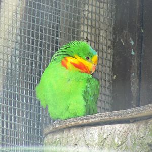 Barraband's Parakeet