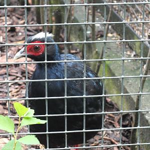 Edward's Pheasant