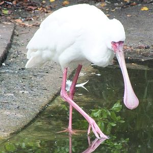 African Spoonbill