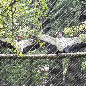 King Vultures with Wings Stretched out