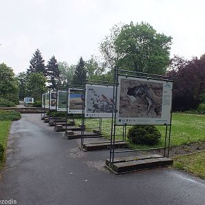 Native Birds Display
