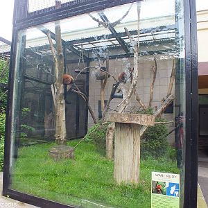 Red Ruffed Lemur Outdoor Area