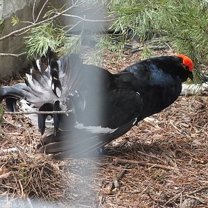 Black Grouse Displaying