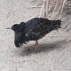Male Ruff in Display Plumage