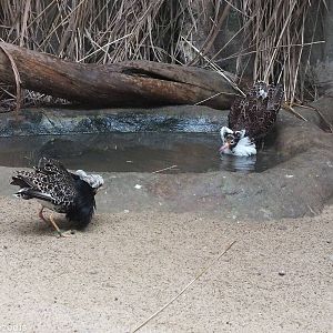 Male Ruffs in Display Plumage