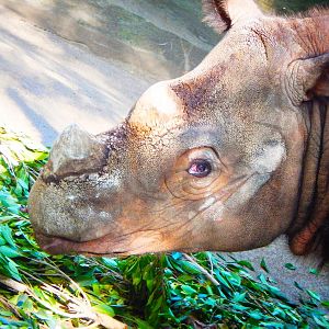 May. 2015 - Wildlife Canyon - Harapan