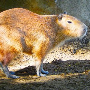 May. 2015 - Wildlife Canyon - Baby Capybara (New Species 2015)