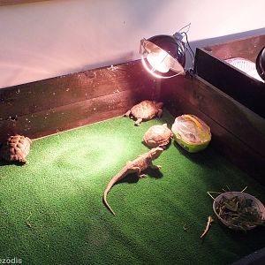 Reptiles guest Interaction Display