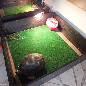 Reptiles guest Interaction Display