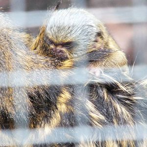 Pygmy Marmoset Baby