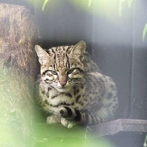 Geoffroy's Cat