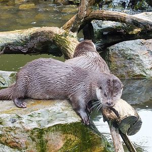European Otter