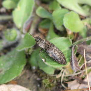 Mouse-grey click beetle