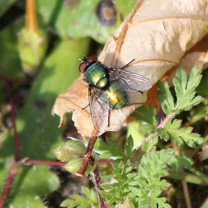 Green bottle fly