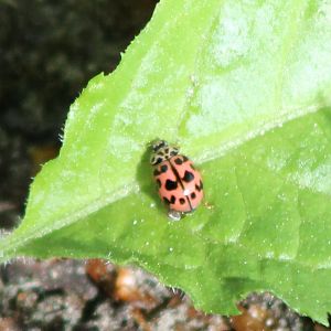 Spherical ladybird